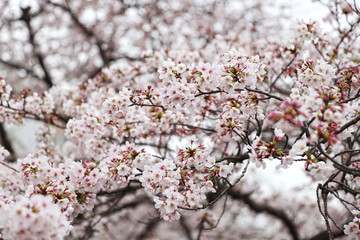 Obraz premium 【日本の春】満開の桜