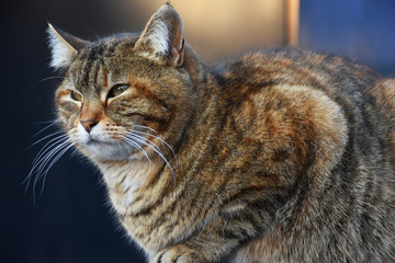 cat with green eyes