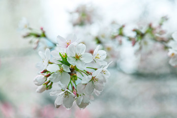 【日本の春】満開の桜
