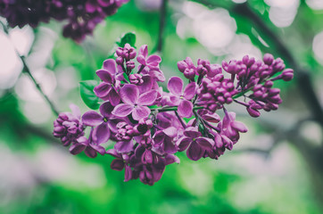 Obraz premium Spring lilac flowers