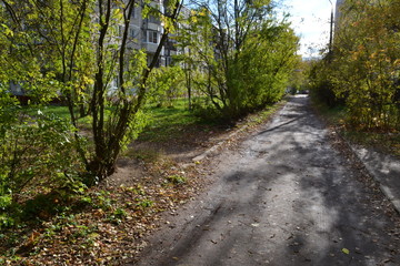 road in the forest