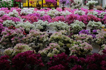 flowers at the market