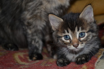 Little gray striped kitten near his mom