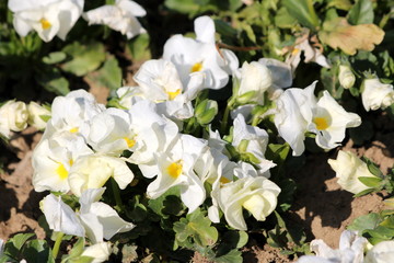 White with yellow center bicolor Wild pansy or Viola tricolor or Johnny jump up or Heartsease or Hearts ease or Hearts delight or Tickle my fancy or Jack jump up and kiss me or Come and cuddle me 
