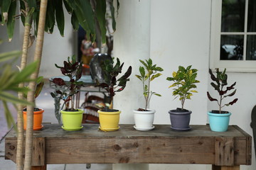 Colourful pots