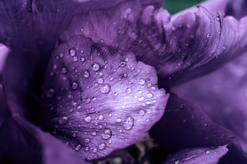 Peony flower background