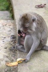Monkey with a baby