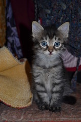 Little gray striped kitten