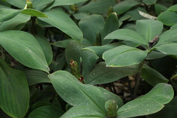 Green leaves