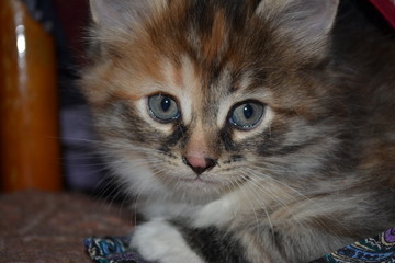cat with blue eyes