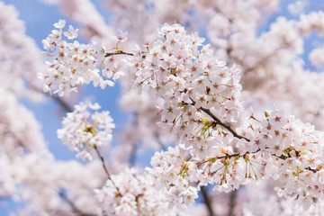 Ornamental Cherry Tree Blossom