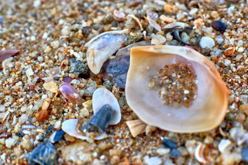 seashells on sand