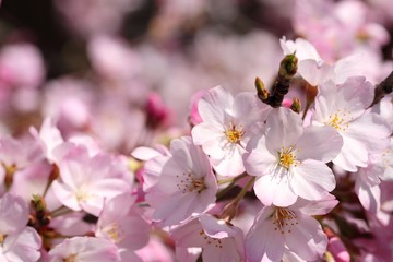 桜（ジンダイアケボノ）