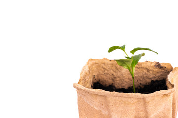 Pepper Seedlings in peat pots. Pepper sprouts isolated on white. The concept of gardening