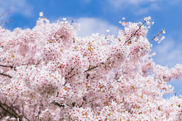 Ornamental Cherry Tree Blossom