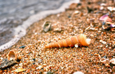 Shells and sand on the beach