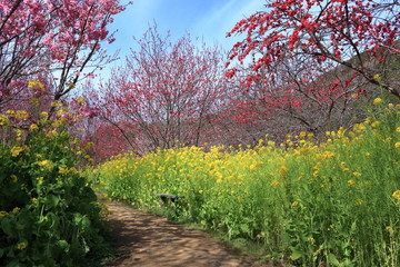 花公園を散策（高知県　西川花公園）