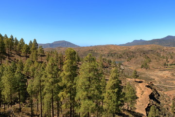 Canary Island pine forest in the interior of the Gran Canaria Island, Spain