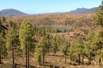 Canary Island pine forest in the interior of the Gran Canaria Island, Spain