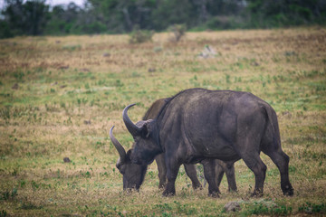 Obraz premium Two buffalos in Addo National Park in South Africa