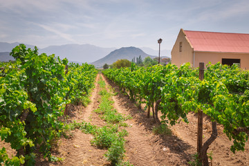 Fototapeta na wymiar Growing grape on a vineyard in South Africa