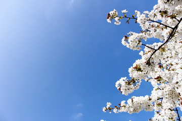 Spring background texture with white flower blossoms against a blue sky