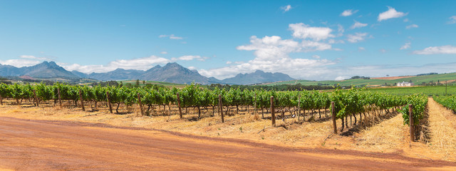 Panoramic view of vineyard and the mountains in Franschhoek town in South Africa