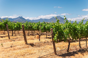 Fototapeta na wymiar Vineyard and the mountains in Franschhoek town in South Africa