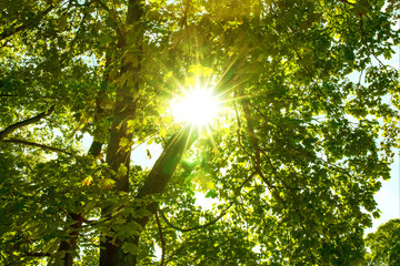 Fototapeta na wymiar Sonne strahlt durch den Baum