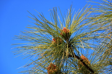 Naklejka premium Canary Island pine forest in the interior of the Gran Canaria Island, Spain