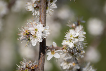 Frühlingsblumen