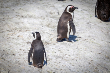 African penguin colony at Boulders beach, South Africa