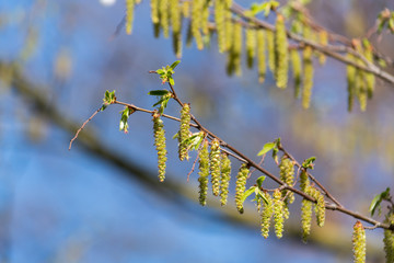 Hasel - Pollen - Frühling