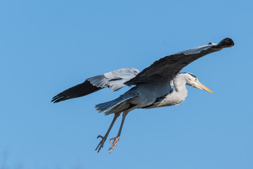 Fischreiher im Flug