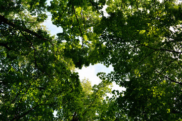 Fototapeta na wymiar View on maple trees from below. Green forest in summer.