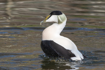 Weiss schwarze Ente im Wasser