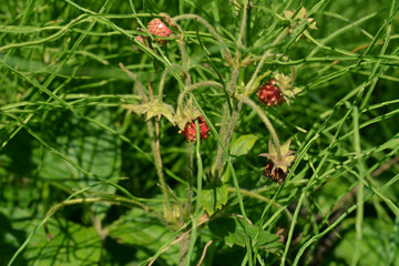 Strawberry berries in green grass.  Fragaria viridis.