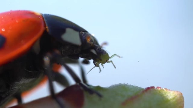 side view macro slow motion ladybug eating green plant louse outdoors on plant in garden on sunny spring day