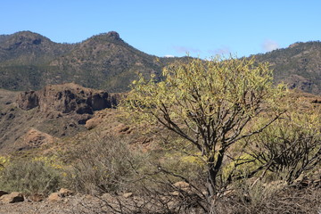 Naklejka premium Flora of Gran Canaria, yellow flowers of Adenocarpus foliolosus
