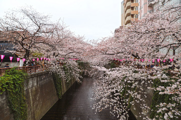 【日本の春】目黒川の桜
