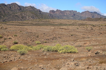 Flora of Gran Canaria, yellow flowers of Adenocarpus foliolosus