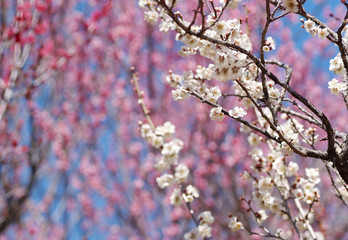 紅梅を背景に咲く白梅