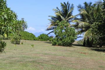 North island seychelles beach Indian Ocean palms