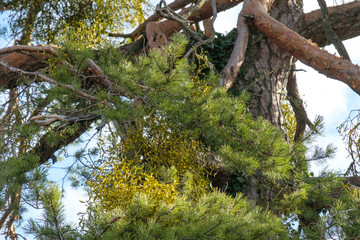 Misteln (Viscum) in Nadelbaum