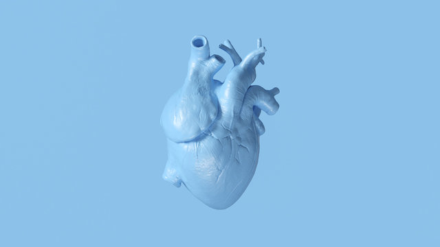 Pale Blue Anatomical Heart 3d illustration 3d render