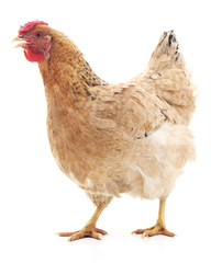 One brown chicken.