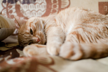 funny fat redhead lazy cat