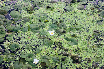 Duckweed and water lilies on the water surface. River and marsh vegetation.
