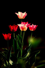 Obrazy na Szkle  Tulipany w pudełku