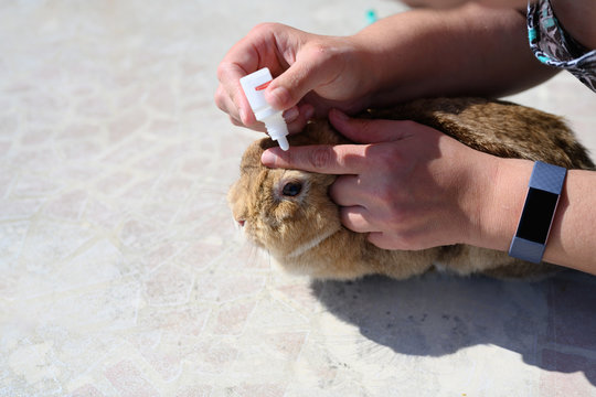 Brown rabbit with an inflamed eye gets medicine